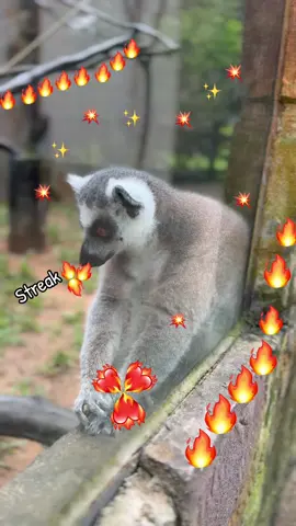 🦉🦉🦉🔥🔥🔥❤️‍🔥❤️‍🔥❤️‍🔥♨️♨️♨️#VinWonders #GreenCreator #dulich #vinpearlsafariphuquoc #chuoi 