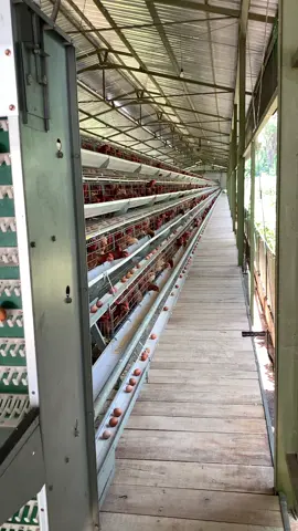 Kandang goib #ayampetelur #qiuqiufarm #kandangayamotomatis @assemeleketeh. 
