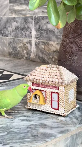 🤭❤️🦜 #parrot #tiktok #foryou #parrotsound #talkingparrot 