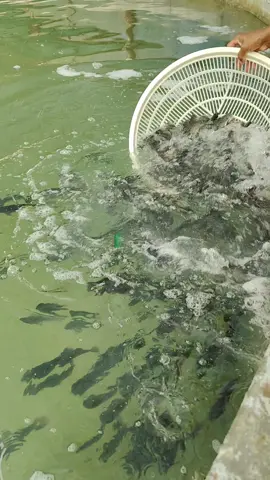 مرحله التسمين للأسماك البلطي  #مزرعة_اسماك #السعودية #مهندس_محمد_الشناوي #مزرعة_اتحاد_الخليج 