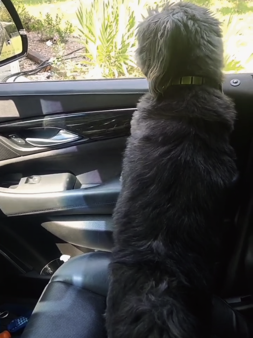 classic stand off #peacock  #sassy  #birds 