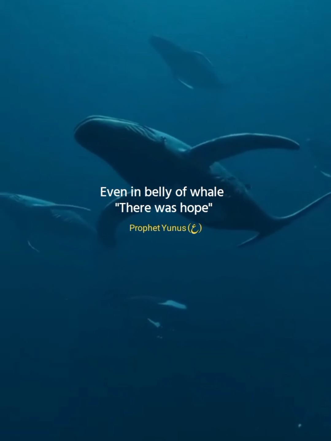 Donot lose hope in the mercy of Allah🤍 #hope #explorepage #foryou #motivation #trustinallah @Hafsa🍂 