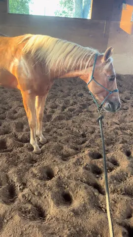 #rojasranch #horsesontiktok #cowhorse #practica #fyp 