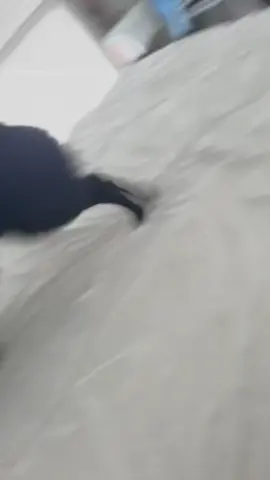 L’amour d’un chien est une chose pure 🥰#amour #schipperke #mignon 