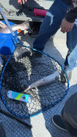 Fishing was pure chaos! 🎣 Doubles, triples, even Sean hooked up! We put Charles to the test for $500… did he pull it off? 👀💸 #FishingTok #FishingLife #FishingAddict #OutdoorTok #CatchAndRelease  @Bonk Em’ All Adventures 