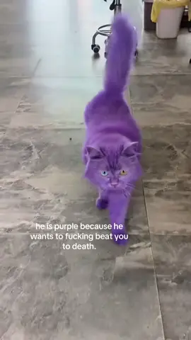 is he dyed or is it edited i genuinley cant tell😭 #spirituality #kitty 