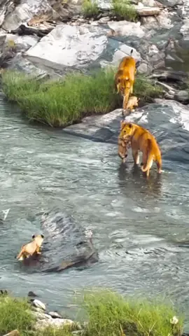 🦁 lion #usa🇺🇸 #fypシ゚viral #unitedstates #foryoupage #foryou 