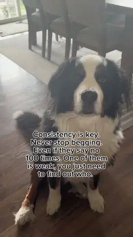 begging? no, this is manifesting #dogsoftiktok #dogloverlife #funnypets #treatobsessed #dogbegging