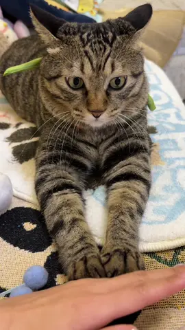 Kitten bulldozer#fyp #jinjin #CatCare 