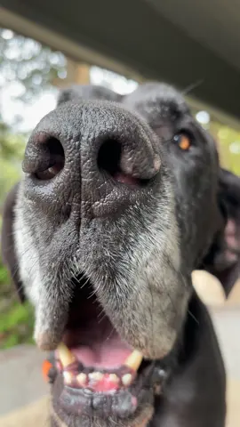The sound fits perfectly lol 😂 this is what I deal with in my face 24/7 😂 #country #greatdane #dog #dogsoftiktok 