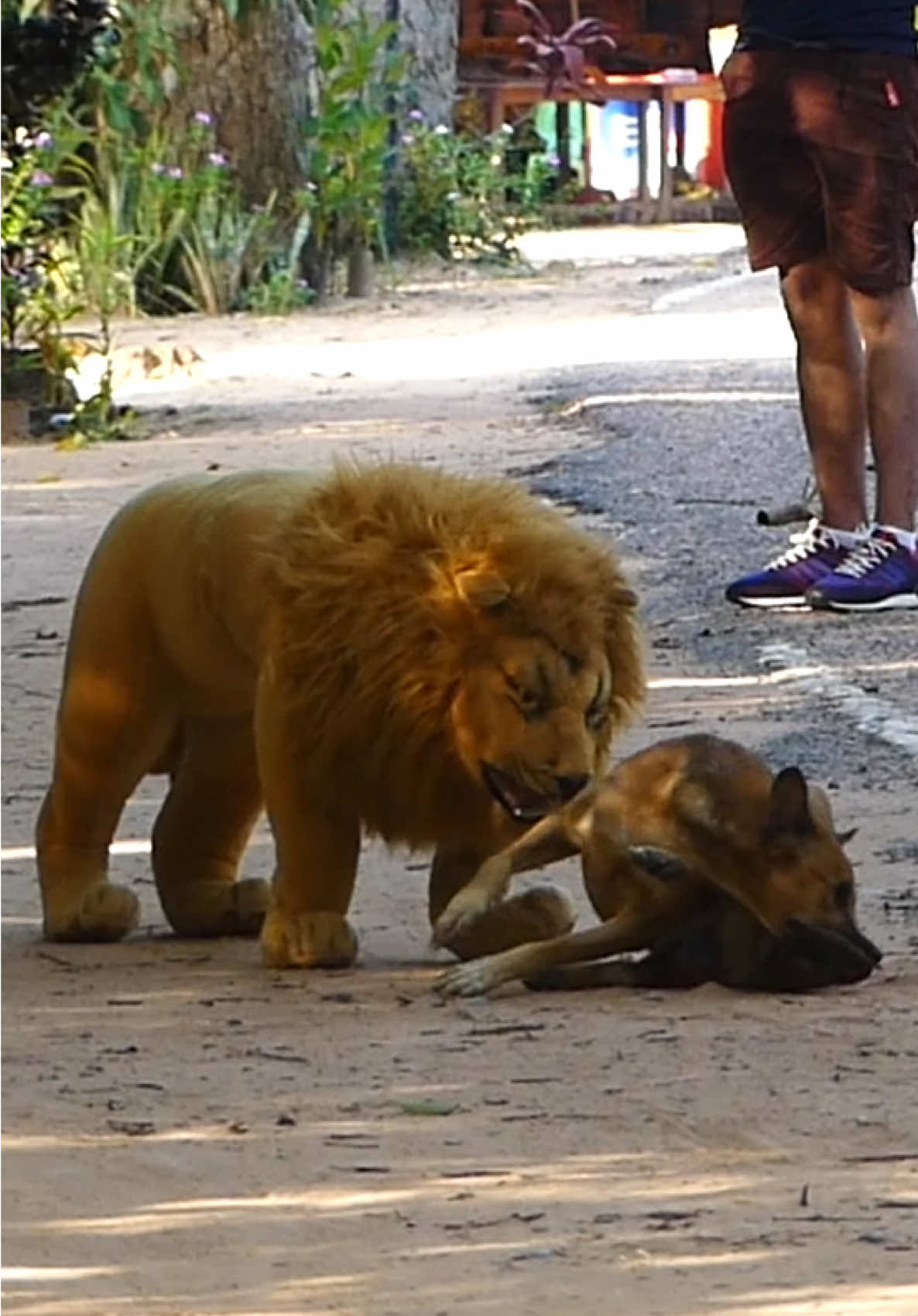Don’t laugh prank dog #tiktok #Lion #Fake #foryou #aura 