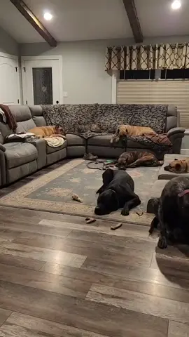 OMG, it's happening! What's the procedure? We've waited our whole lives for this.  . . . #dogsoffacebook  #dogphotography #doglovers #doglove #homesecurity 