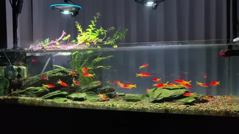 Đủ wow chưa anh em 😎 #thuysinh #cacanh #xh #freshwateraquarium #biotop 