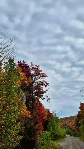 #naturelover #nature #canada #autumnvibes #autumn 