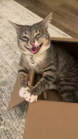 Rigby and gravity do not mix well #fyp #catcontent #catsoftiktok #rigbycat #sillycat 