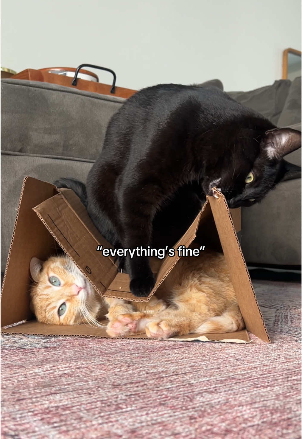 Crazy cats 💗 #CatTok #catmom #fyp #catsoftiktok #funnycat 