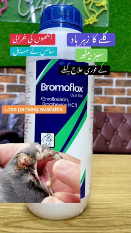 Best for pigeon respiratory #foryou #pigeon #foryoupage #viral #Tiktokpakistan @Birds Life Care @Birds Life Care @سید عدنان شیراز @Syed Adnan Sheraz 