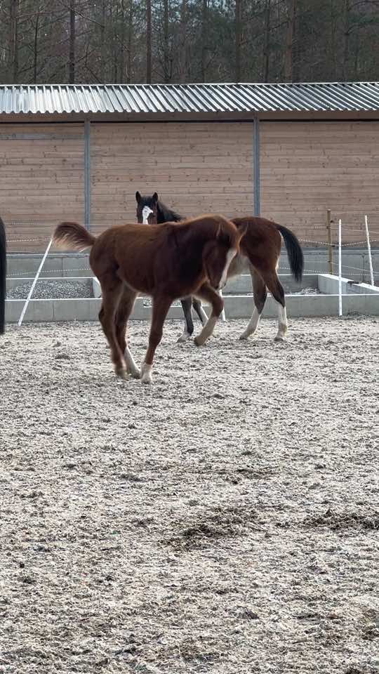 Firecracker XL💥 Exaltation XTC #exaltationxtc #twinfoals #yearling #yearlingtwins #fyp 