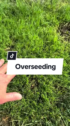 Grass Seed #grassseed #lawncare #lawnmaintenance #newlawn #overseeding @Andersons Lawn 
