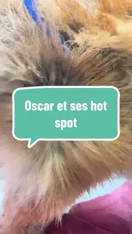 #chowchow #toilettage #dog #pourtoi #viral 