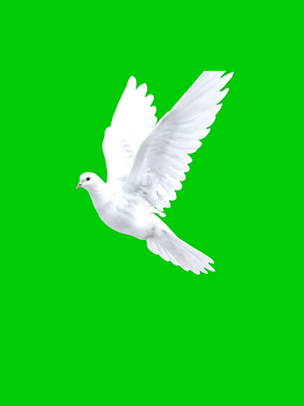 Dove Bird Flying Green Screen HD #bird #GreenScreen #Dove #greenscreensticker #fyp 