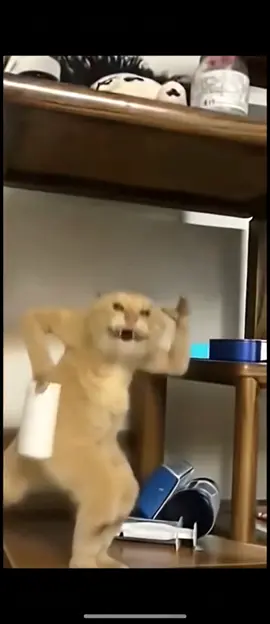 #cat #dance 