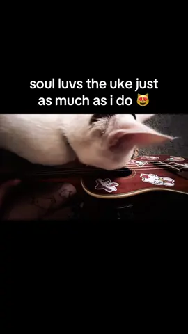 #musicalcat #ukulele 