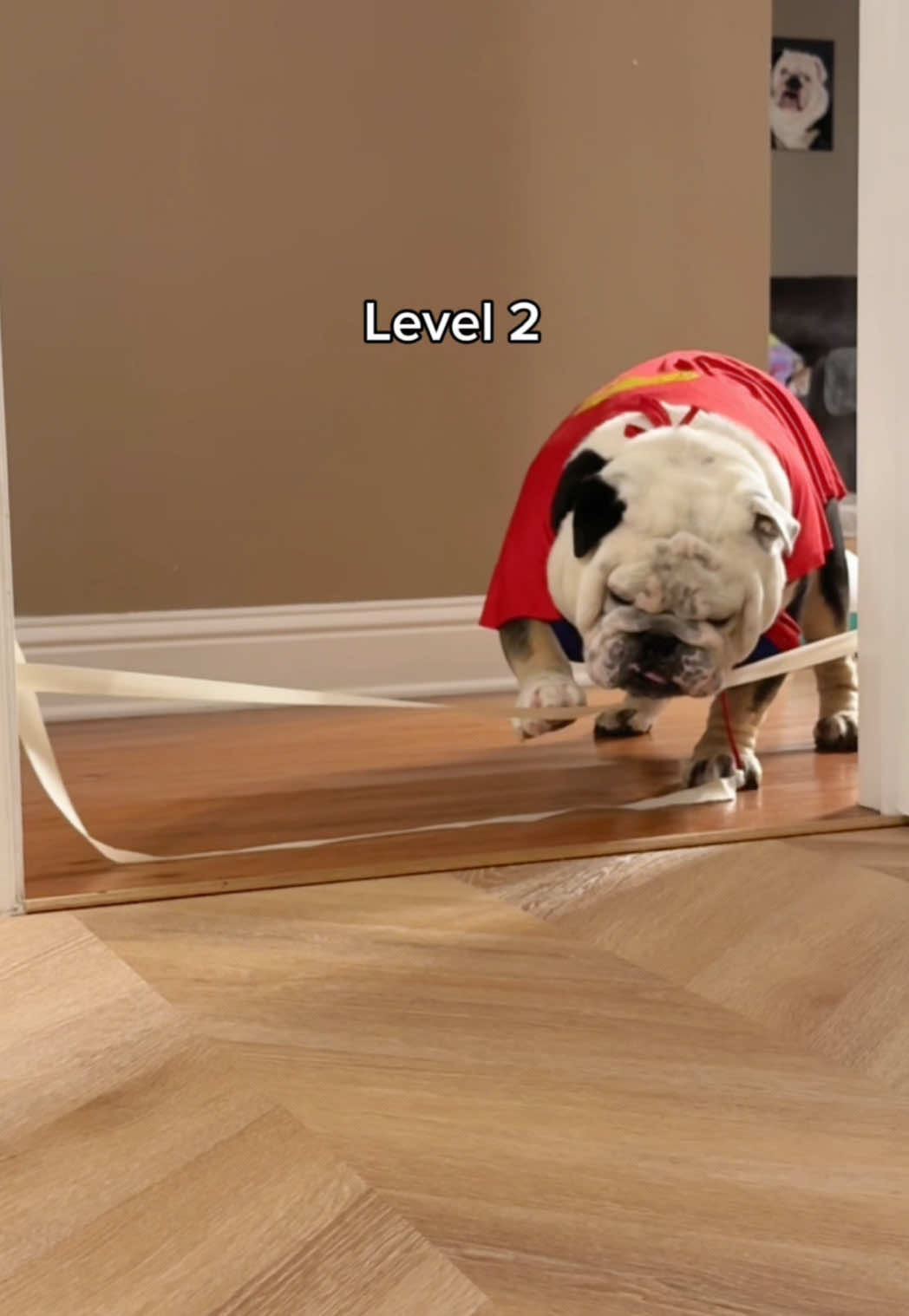 He’s back! M:I-9 😉  #englishbulldog #bulldog #dogsoftiktok #dog #doglover #dogmom #doglife #smartdog #funnyvideos #funny #funnydog #blowthisup #viral #viralvideo #explorepage✨ #foryoupage #fypシ #fyp 