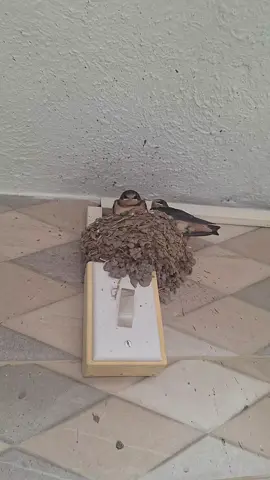 Nació enojado jaja  #enojado #pajaros #golondrina #nido #nomegrabes 