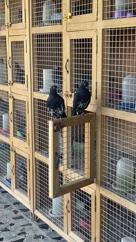 #الشعب_الصيني_ماله_حل😂😂 #جنايه_حمام_الاحمر_التار_الزاجل #كويت_قطر_البحرين_السعوديه_الامارات @محمد الراوي الراوي 