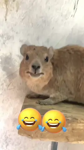 Talking animals #LanguageLearning #voiceover #funnyvideo #PetsOfTikTok #foryoupage 