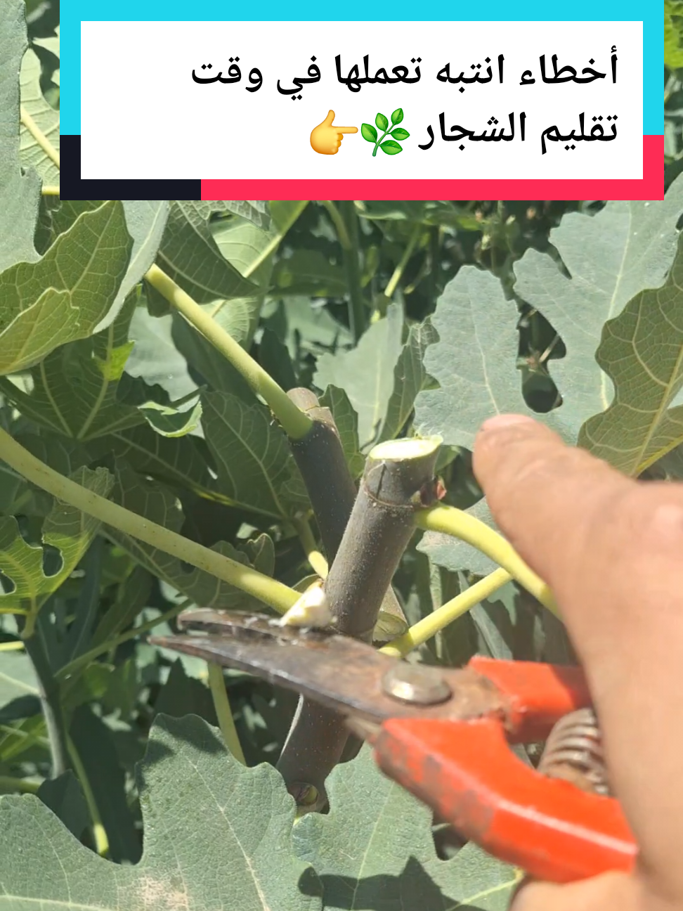 أخطاء يقع فيها الكثير من الناس في وقت تقليم الشجار 🌿👉 طريقة زراعة الشمام تسميد الشمام زراعة البطيخ الأصفر طريقت تسميد الخيار السمدة للخيار  طريقة صمد الخيار زريعه الخيار درجا ازي اسمد الخيار طريقة تسميد البيذنجان طريقة تسميد الفلفل طريقة تسميد البندوره طريقة زراعة امراض البندوره امراض الخيار امراض البيذنجان امراض الفلفل أسباب تصاقط ازهار #عالم الزراعة مصطفى #الزراعة السهلا #اسرار الزراعة #زراعة الخضروات 