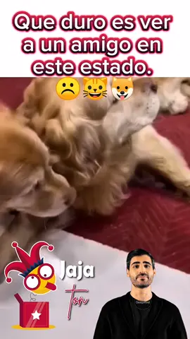 ☹️🐱🐶💜#video #Viral #virals 