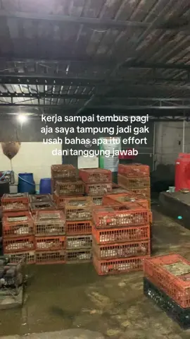 🙏 #bakulpitek🐥🐣🐤 #fyppppppppppppppppppppppp #katakatamotivasi #broilerchicken #ayamdaging 