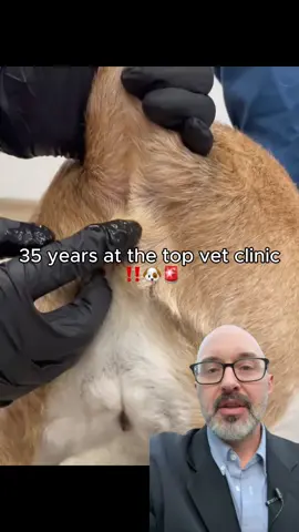 Every dog owner needs to see this⚠️ #doghealth #dogwellness #dogtips #dogadvice #dogcare 