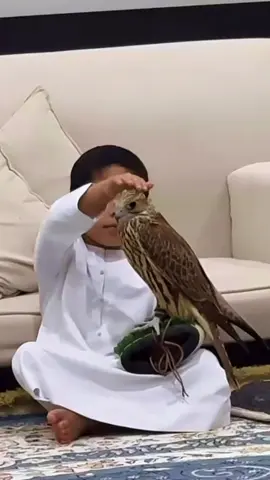 ماشاءالله تبارك الله 🤍🤍 . . . . #طير #صقر #قنص #مقناص 