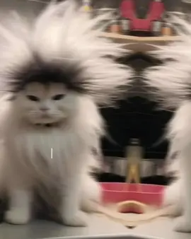 #😂😂😂 #cupcut #ftyp #ftypシ #views 😂😂😂