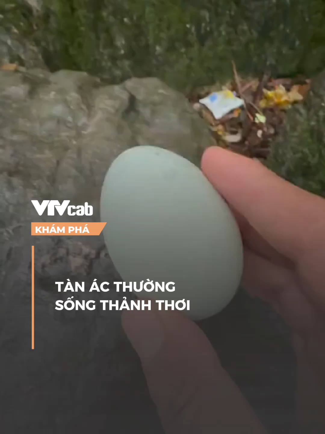 kẻ tàn ác thường sống thảnh thơi  #khampha #vtvcabkhampha #online #nvh #vtvcab