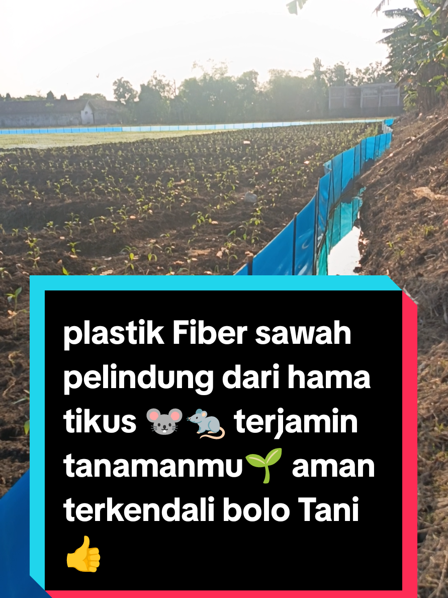 Cara Mengatasi Hama Tikus Cukup Memakai Plastik Fiber Sawah Biru Seperti Ini Bolo Aman,Simple, Mudah Pasang nya, Dan Rapi. Tikus Tidak Akan Masuk Ke Dalam Tanaman mu Beli Sekarang Juga.😍🌾🌾🌾 #pertanian  #pagarsawah  #plastiksawah  #padi  #pertanian 