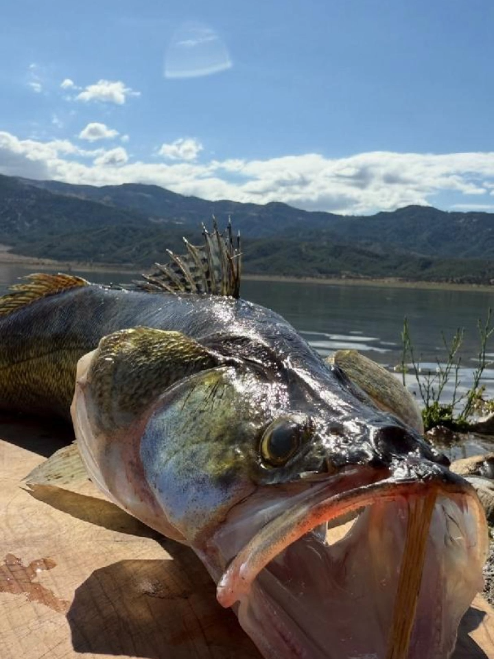 Bushcraft Meal: Fish & Potatoes by the Fire 🍠🐟 #wildfood #foodtutorials #survivalcooking #outdoorchef #wildernesscooking