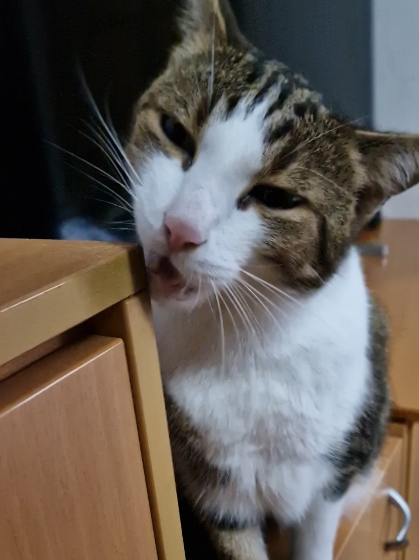 Goofy corner cat #cat #funnycat #goofycat #cats #funnycats 