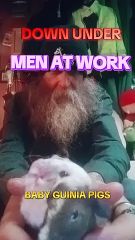 BABY GUINIA PIGS JAMMIN TOO DOWN UNDER #DOWNUNDER #PetsOfTikTok #80smusic 