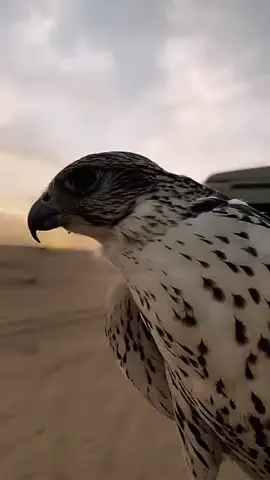 انا اشهد مساء الخير 🤚🏻
