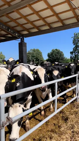 #Holstein #heifers #génisse #novilla #dairy 