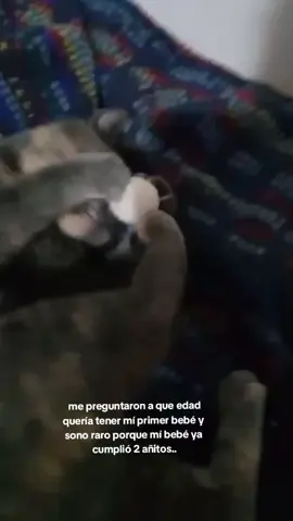 #cats #fyp #paratiiiiiiiiiiiiiiiiiiiiiiiiiiiiiii #comentaycomparte🥺❣️ #viral 