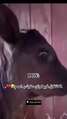 #ايش_معنا_اممممم #متابعه_ولايك_واكسبلور_احبكم  #شعب_الصيني_ماله_حل😂😂 #مشاركه #😂 