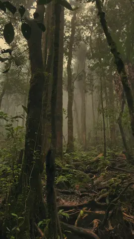 mencari kabut2 syahduu 🚀 #salak2211mdpl #salakviacimelati #portersalak #guidesalak #mountain #salak1puncakmanik