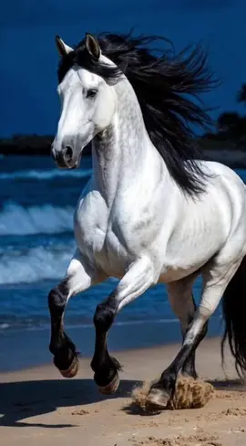 Grace and power in one frame. This horse is a work of art. Tap 