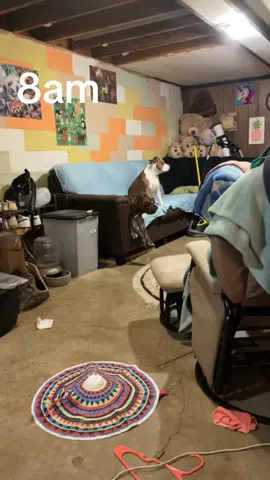 Anyone else’s pitbulls go to sleep at 9pm and sleep in till 10am ? Getting up at 8 and going potty was definitely not for them or for the weak trying to get 3 EXTREMELY exhausted dogs outside functioning . #pitbullsoftiktok #sleepin #fyp 