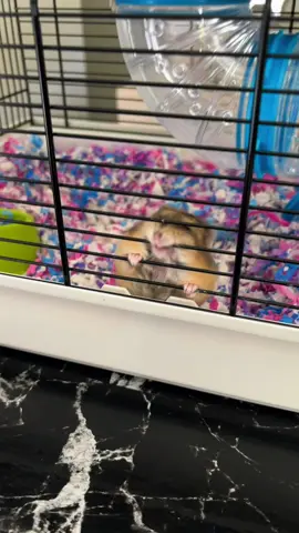 #CapCut #hamster #hamstersoftiktok 